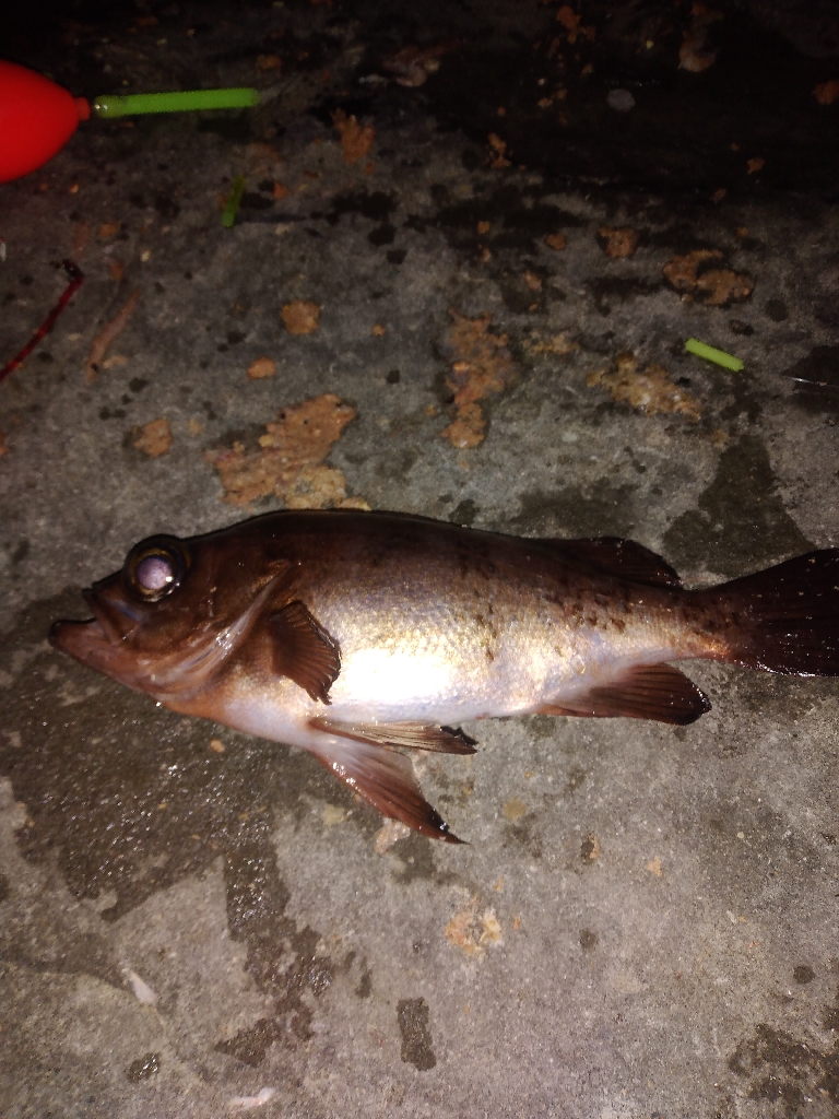 気温は高いがまだ水温が低く活性が低いかな!