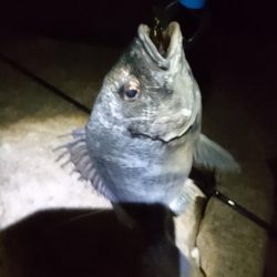 今日も安定の釣果