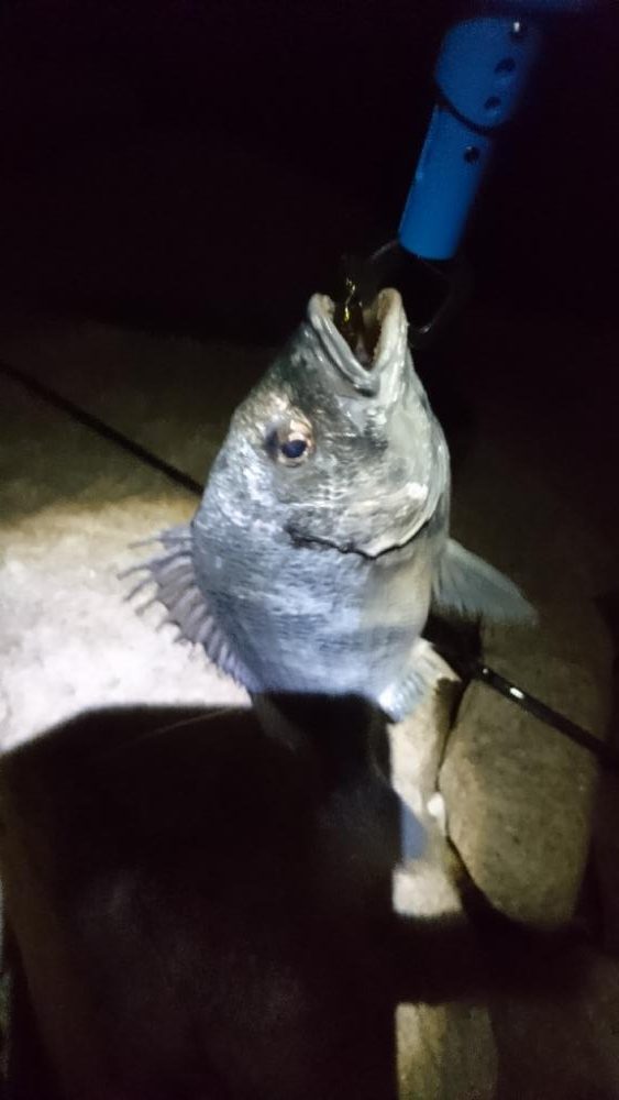 今日も安定の釣果