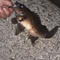 メバリングへいってくる。