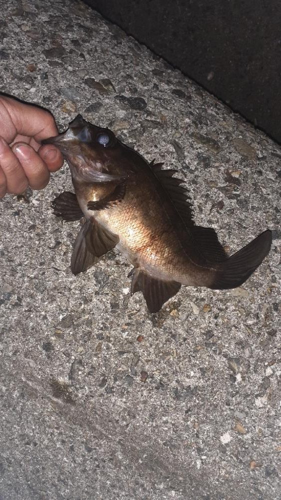 メバリングへいってくる。