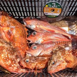 根魚五目釣り！