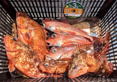 根魚五目釣り！