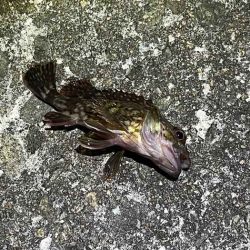 春なのにアミパターンなメバリングで激渋！