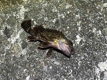 春なのにアミパターンなメバリングで激渋！