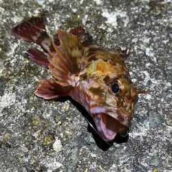 姫路メバリング低活性！