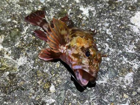 姫路メバリング低活性！