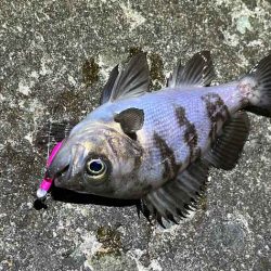 姫路メバリング春の高活性!