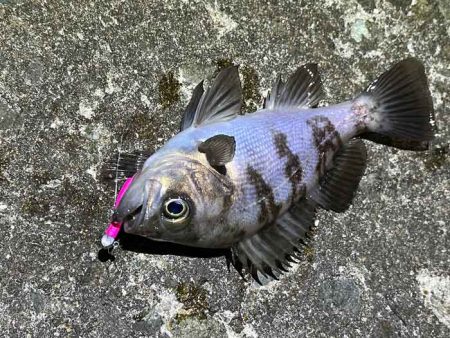 姫路メバリング春の高活性!