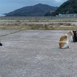 春がきたϵ( \’Θ\’ )϶