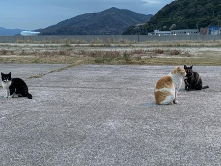 春がきたϵ( \’Θ\’ )϶