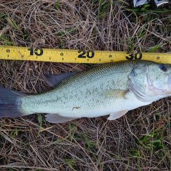 小バス のち グッドサイズ