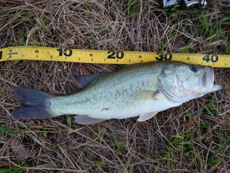 小バス のち グッドサイズ