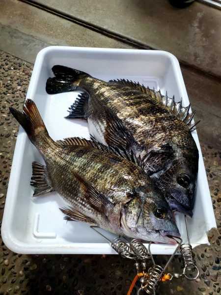 フカセDay⑤日射しに注意を(笑)