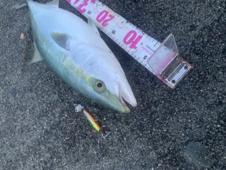 春の遠州灘でマキマキ大活躍！