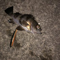 クロキンカラーのミノー