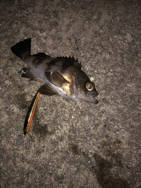 クロキンカラーのミノー