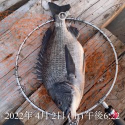 南港ヘチ釣り　午後爆