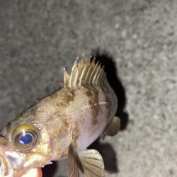 フロートゲーム