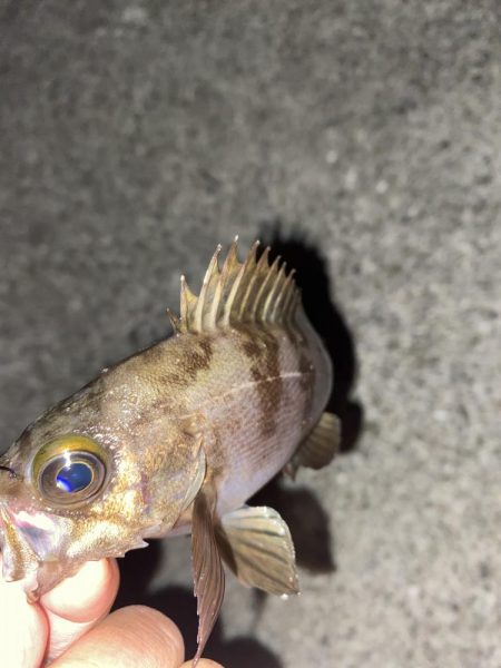 フロートゲーム