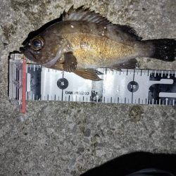 短時間の釣行でアベレージサイズのメバル