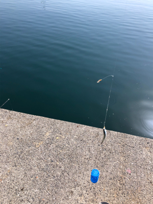 田ノ浦にて五目釣り