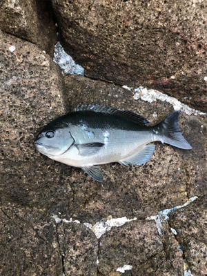 パラパラポツポツ