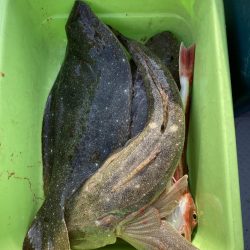 サビキの落とし込み！