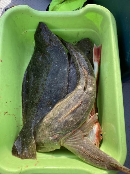 サビキの落とし込み！