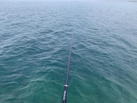 メバル釣れるϵ( \’Θ\’ )϶