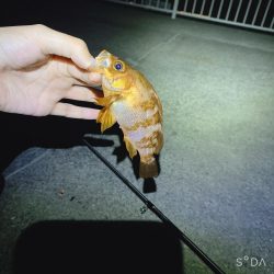 渋めでした、サイズが