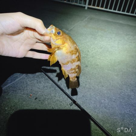 渋めでした、サイズが