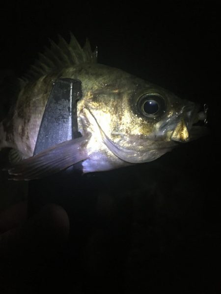 たかたか釣り日記