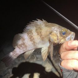 メバル上向いて来てます!