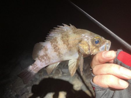 メバル上向いて来てます!