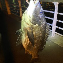 ヘチってきました