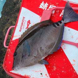 和歌山市江（吉丸渡船）で磯フカセ