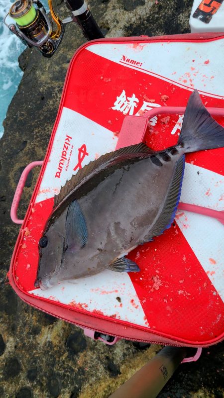 和歌山市江（吉丸渡船）で磯フカセ