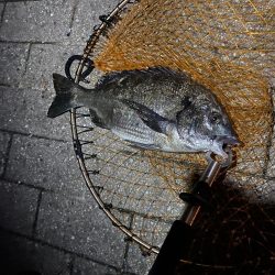 ヘチってきました