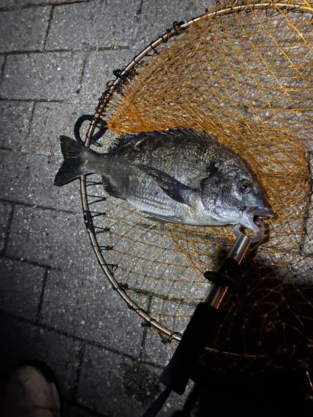 ヘチってきました