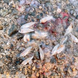 新竿投入し、自己記録更新！