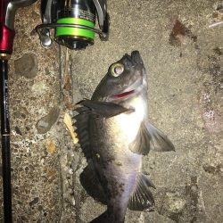 たかたかの釣り日記