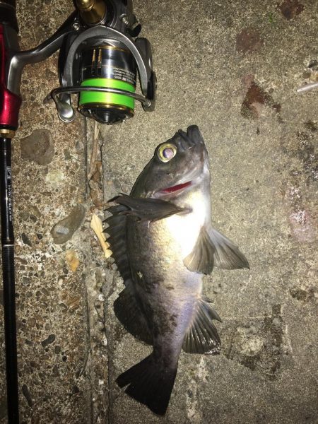 たかたかの釣り日記