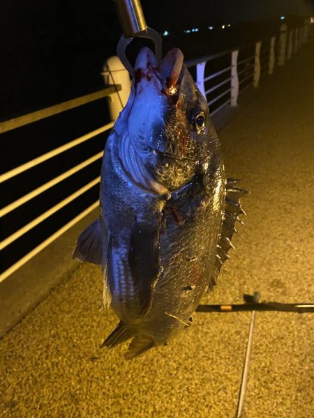 ヘチってきました