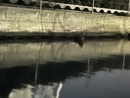 ガシラは裏切らない