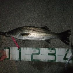 シーバス絶好調!