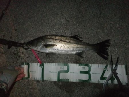 シーバス絶好調!