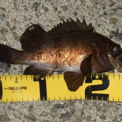 いよいよメバリング最盛期へ