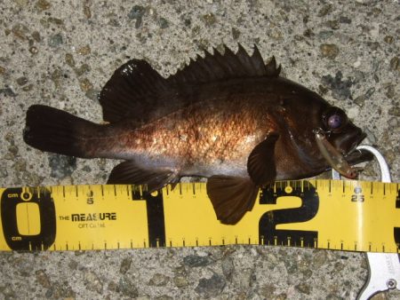 いよいよメバリング最盛期へ