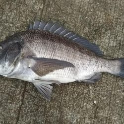 今日もフカセ釣り【ちぬ】